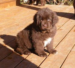 puppyy Brown Newfoundland, Brown Newfoundland Dog, Newfoundland Dog Puppy, Newfie Dog, Ashburn Virginia, Newfoundland Puppies, Puppies For Adoption, Brown Puppies, Yorkshire Terriers