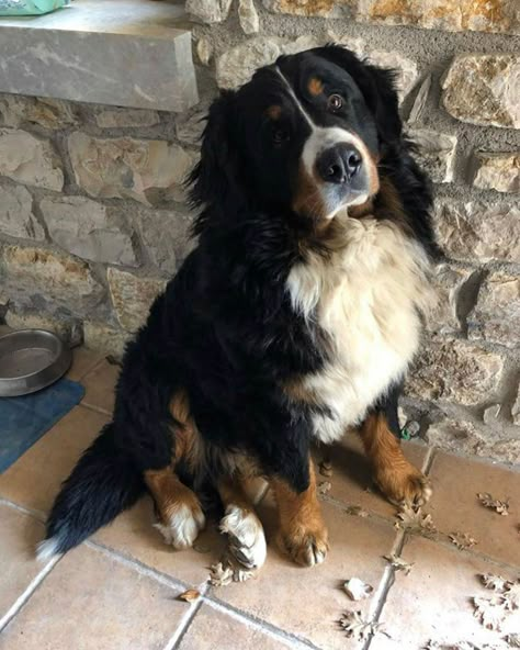 E’ scomparso da circa tre settimane Demon, uno splendido cane di razza bovaro del bernese, di grossa taglia, chippato e non castrato.… Collage, Dogs, Animals, Pins