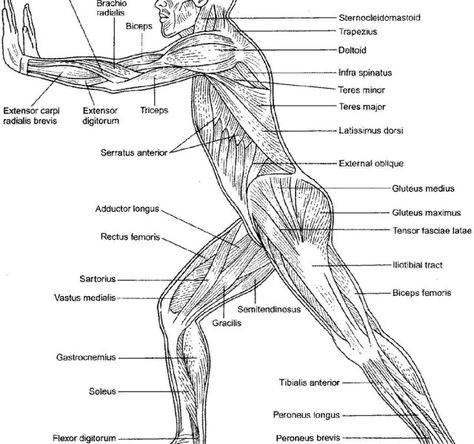 25+ Amazing Picture of Anatomy Coloring Pages Anatomy Coloring Pages Anatomy And Physiology Coloring Workbookles Of The Trunkle Book Free #coloringpages #coloring Coloring Pages Anatomy, Muscle Coloring, Anatomy Coloring Pages, Lower Limb Muscles, Tensor Fasciae Latae, Anatomy Coloring, Lung Anatomy, Paramedic School, Skin Anatomy