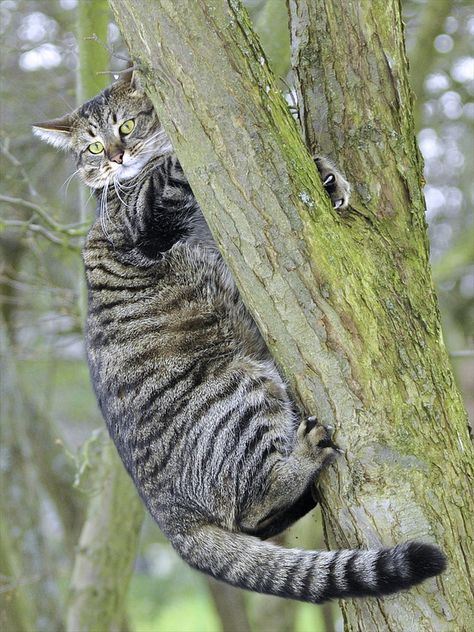 Scottish Wildcat, Cats In Hats, Scottish Animals, Small Wild Cats, British Wildlife, Cat Pose, Cat Parenting, Cat Family, Domestic Cat