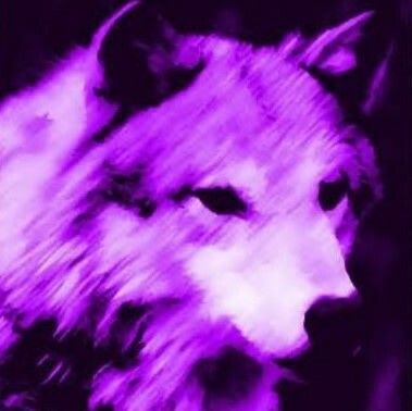 Purple Animal Aesthetic, Blue Wolf Aesthetic, Wolf Street, Wolf Aesthetic, Wild Shape, Wolf Images, Two Wolves, Purple Animals, Alpha Wolf