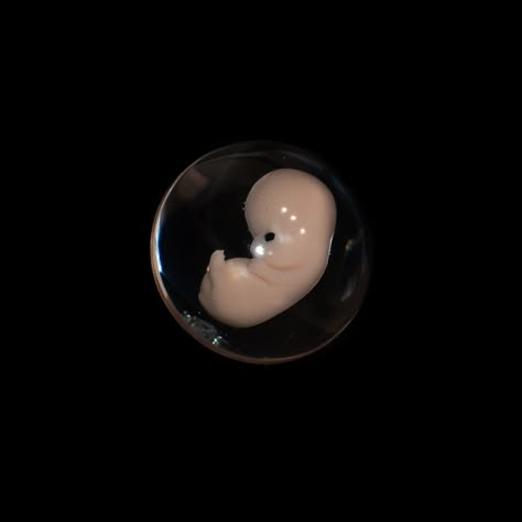 7 weeks gestation fetus, at 7 weeks pregnant. 7 Weeks Pregnant Ultrasound, Fertility Aesthetic, Embryo Art, Pregnant Art, 7 Weeks Pregnant, Baby In The Womb, Baby In Womb, Dark Cottagecore Aesthetic, Human Embryo