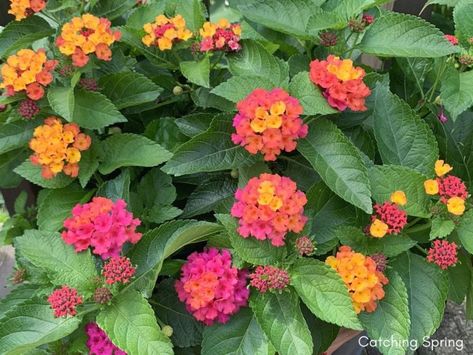 How To Save Lantana Seeds, Harvesting Lantana Seeds, Lantana Seeds, Harvesting Seeds, Flowers September, Growing Hibiscus, Lantana Plant, Monarch Butterfly Garden, Save Seeds