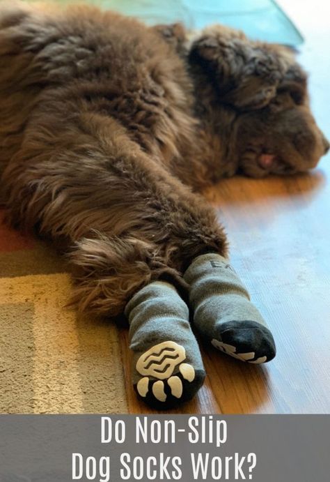 Senior Dogs Care, Dog Training School, Newfoundland Dogs, Dog Training Classes, Laminate Floors, Dog Boots, Newfoundland Dog, Dog Socks, Dog Products