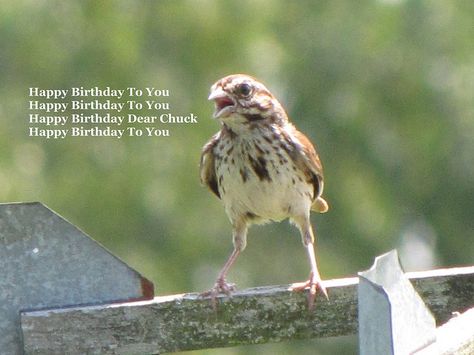 Happy Birthday Chuck by ~Momma B~, via Flickr Happy Birthday Chuck, Happy Birthday Dear, Happy Birthday To You, Are You Happy, Honey, Happy Birthday, Birthday, Quotes, Animals