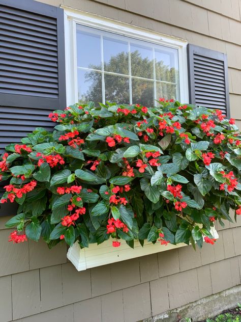 North Facing Window Boxes, Begonia Window Boxes, Dragon Wing Begonia, North Facing Window, Begonia Dragon, Scottish Cottage, Window Box Plants, Dragon Wing, Container Herb Garden