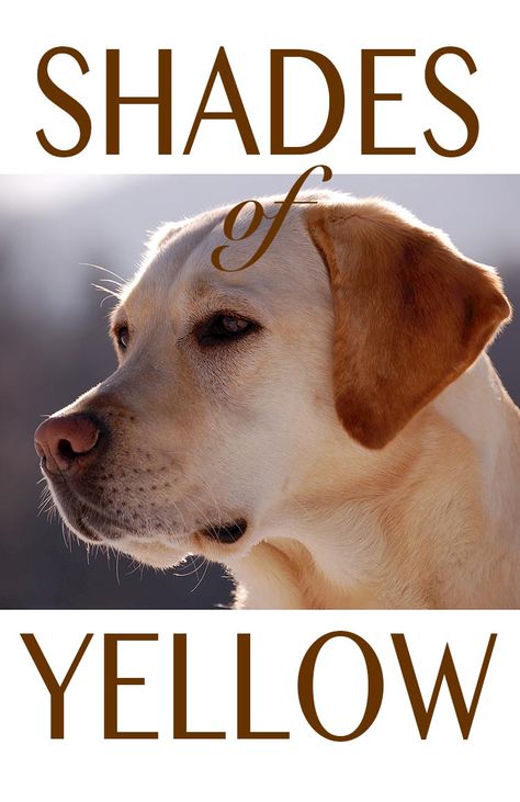 Enjoy the many beautiful shades of yellow Labrador Retriever English Yellow Lab, Fox Red Labrador Puppy, Dudley Labrador, American Labrador, Lab Pups, Yellow Lab Puppy, Labrador Dogs, Yellow Lab Puppies, Yellow Labs