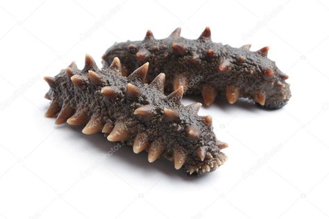 Sea cucumber - Stock Photo , #affiliate, #cucumber, #Sea, #Photo, #Stock #AD Sea Cucumber, Sea Photo, Weird Creatures, Ocean Creatures, Ocean Animals, Art Portfolio, Coral Reef, Sea Animals, Photo Stock