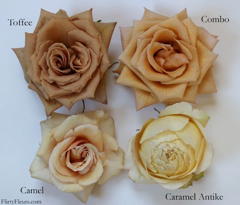 Rose Color Study with Mayesh Wholesale ... Flower Charts, Flower Chart, Flower Types, Flower Varieties, Rose Varieties, Tattoo Rose, Brown Color Palette, Types Of Roses, Flower Guide