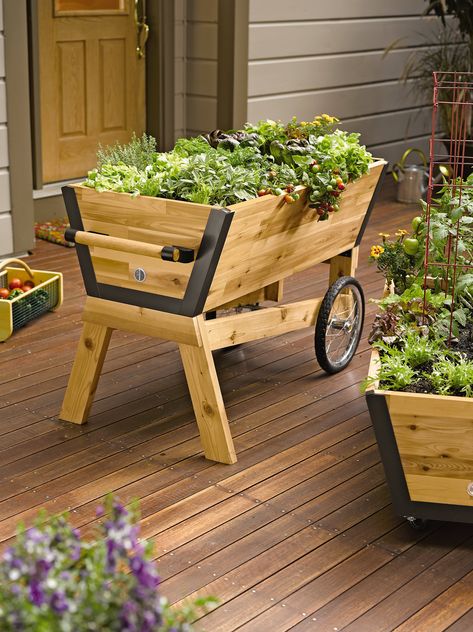 Rolling Elevated Planter Box: U-Garden Raised Planter | Long-lasting cedar with lifetime aluminum corners. Large wheels and sturdy handle make it mobile. 2' x 4' planting box. 31" high for no-bend planting and tending Made in Vermont by Gardener'sSupply - Gardeners.com Gerobak Dorong, Elevated Planter Box, Raised Planter Boxes, Wheelbarrows, Pallet Planter, Diy Raised Garden, Wood Planter Box, Raised Garden Beds Diy, Meteor Garden 2018