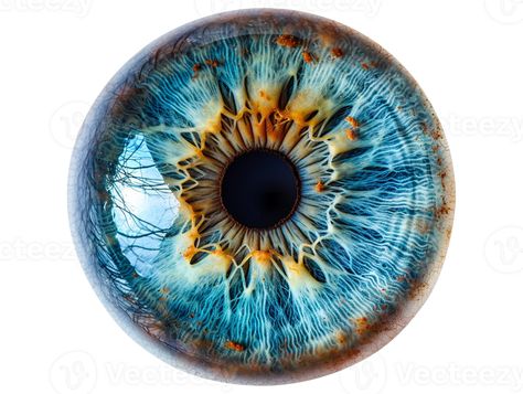 Blue Iris Eye, Iris Eye, Graphic Design Tutorials Learning, Blue Iris, Eye Photography, Character Inspo, Graphic Design Tutorials, Coven, An Eye