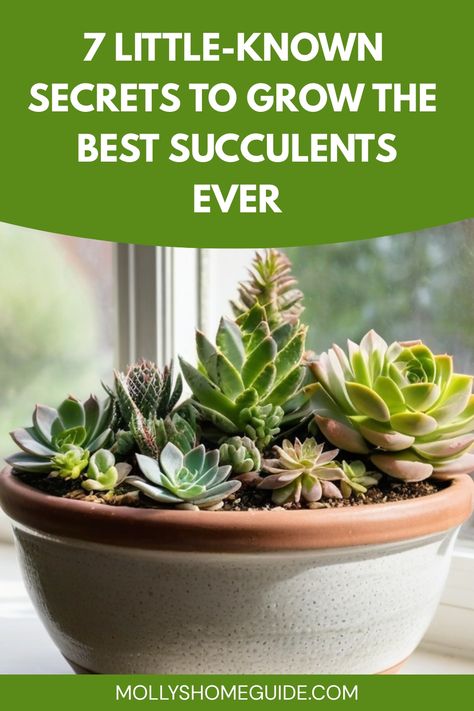 Discover the beauty of cultivating succulents from seeds with our comprehensive guide. Learn step-by-step instructions on how to start growing your own collection of unique succulent varieties at home. From selecting the right seeds to nurturing your plants, we provide all the information you need to succeed in this rewarding gardening endeavor. Explore different techniques and tips for successful seed germination and watch as your tiny seeds transform into stunning succulent plants right before Growing Succulents From Seed, Succulent Varieties, Grow Succulents, Baby Succulents, Succulent Seeds, Succulent Gardens, Succulent Wall Art, Propagating Succulents, Succulent Wreath