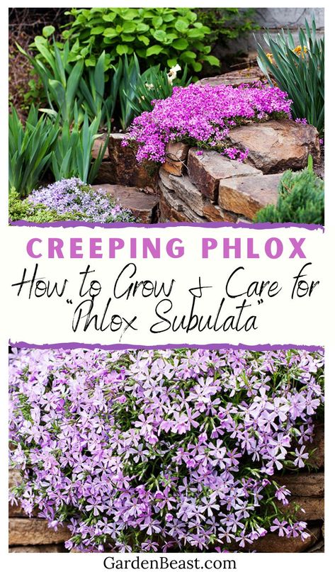 Creeping phlox, also known as moss pink and mountain phlox, is a perennial plant that is an absolute must-have for many rock gardens around the world. It belongs to the family Polemoniaceae that has around 65 different species. This flower stands out because it blooms in spring and is semi-evergreen | creeping phlox ground cover | creeping phlox landscaping | creeping phlox flower perennial plant | creeping phlox ideas | garden flowers #creepingphloxgroundcoverlandscaping #creepingphloxcare Creeping Phlox Stone Wall, Moss Phlox Garden, Phlox Flower Perennial Plant Landscape, Creeping Phlox In Container, Creeping Phlox Retaining Wall, Creeping Flox Perennials, Phlox Garden Ideas Flower Beds, Moss Phlox Ground Cover, Tall Phlox Flower Perennial Plant