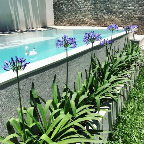 Water Wise Landscaping, Pool Porch, Swimming Pool Landscaping, Tropical Garden Design, Tropical Backyard, Front Garden Design, Garden Privacy, Above Ground Pool Decks, Jacuzzi Outdoor