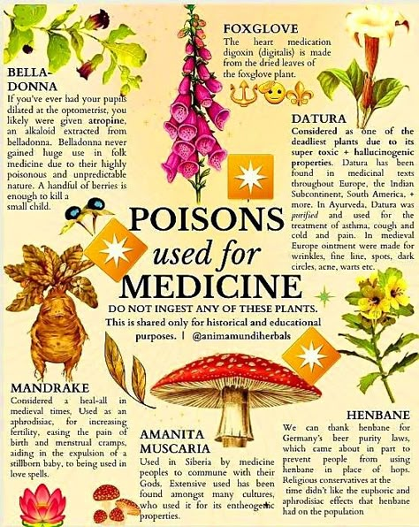 Poisonous Plants Witchcraft, Yerba Mate Magical Properties, Medicinal Herbs Aesthetic, Witchcraft Diy Crafts, Magical Plants Art, Herbology Witchcraft, Herb Drinks, Herbology Aesthetic, Herbs For Witchcraft