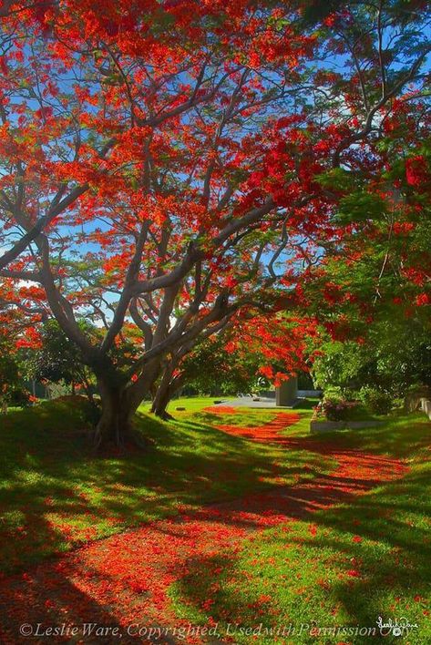 Delonix Regia, Flame Tree, National Parks Photography, Colorful Trees, Beautiful Images Nature, Beautiful Flowers Pictures, Beautiful Nature Wallpaper, Jolie Photo, Beautiful Nature Pictures