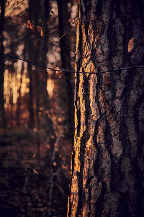 Free Tree trunk Image on Unsplash Fall Semester, Plant Tree, Antique Doors, Choir, Hd Photos, Trunk, Tree Trunk, Doors, Plants