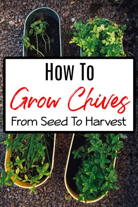 Growing Chives From Seed, Pemberley House, How To Grow Chives, Grow Chives, Flower Decoration Ideas, Growing Chives, Chive Seeds, Chives Plant, Grow Herbs