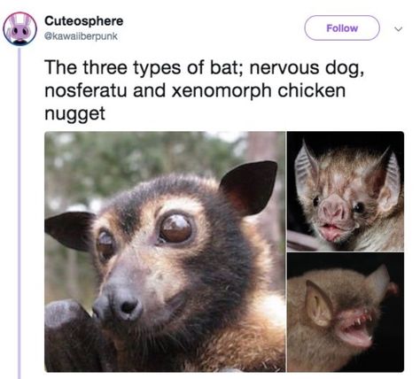 Three Types of Bats Types Of Bats, Halloween Memes, Dc Memes, Izu, Funny Animal Memes, Funny Animal Pictures, Animal Memes, Cute Funny Animals, Tumblr Funny