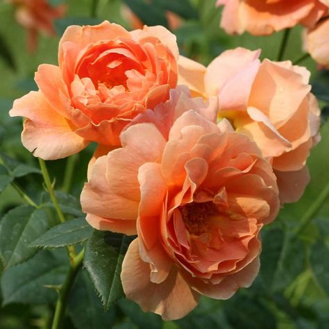 Reminiscent™ Pink Rose - My Proven Winners ColorChoices Landscaping With Roses, Rose Nursery, White Flower Farm, Rose Seeds, Shrub Roses, Growing Roses, Hybrid Tea Roses, Peach Flowers, Flowering Shrubs