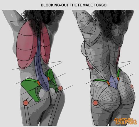 ArtStation - Blocking-out the Female Torso - Back, Anatomy For Sculptors Anatomy For Sculptors, Human Muscle Anatomy, Female Anatomy Reference, Anatomy Sculpture, Human Body Anatomy, Female Torso, Human Anatomy Drawing, Human Anatomy Art, Anatomy Sketches