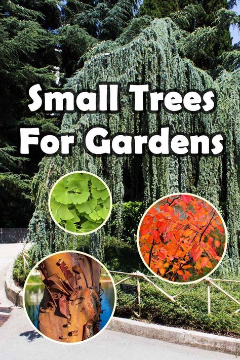 Looking for small trees that will add charm and beauty to your garden? Look no further than these 25 small trees that are perfect for gardens of all sizes. From the delicate blooms of the Japanese cherry tree to the vibrant foliage of the red maple, these trees are sure to impress. Whether you're an experienced gardener or just starting out, these small trees will add a touch of elegance and tranquility to your outdoor space. So why wait? Get started on your garden today! Medium Trees For Backyard, Small Landscape Trees, Japanese Maple Tree Landscape, Birch Trees Garden, Trees For Small Gardens, Maple Tree Landscape, Texture Flowers, Small Trees For Garden, Birch Grove