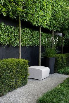 Butt edge wood could be placed on the walls, with three or four topiary trees extending above. No planter boxes required...just square cut outs, with the boxing beneath deck...layer tops of beds with smooth white or beige stones Pea Gravel Garden, Pleached Trees, Moderne Have, Contemporary Gardens, Gravel Garden, Vertical Gardens, Contemporary Garden, Formal Gardens, Pergola Patio