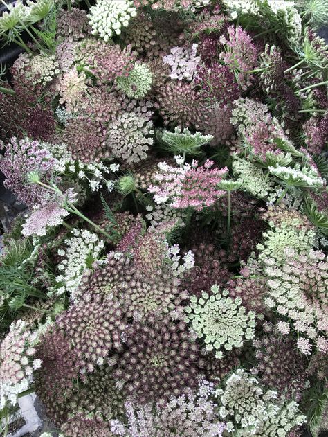 Ammi - Chocolate Lace Ammi Majus, Chocolate Queen Anne's Lace, Ammi Majus Flower, Chocolate Lace Flower, Aglaonema Chocolate, Chocolate Cosmos Flower, August Flowers, October Flowers, July Flowers