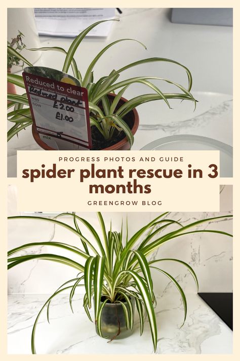 Spider Plant Rescue – greengrow Indoor Plants Decor Bedroom, Plant Rescue, Indoor Plants Decor Ideas, Houseplant Inspiration, Indoor Plants Decor, Plant Obsession, Succulent Ideas, Indoor Plants Styling, Indoor Oasis