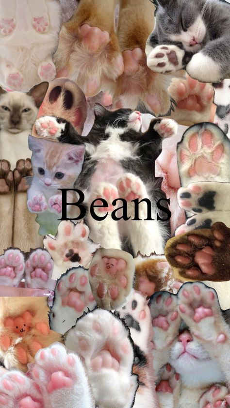 Cat beans #aestheitc #cat #beans #paws #cute #toes #collagerandom Toe Beans Cat Paws, Cat Toe Beans, Random Cat, Paw Wallpaper, Cat Collage, Types Of Beans, Toe Beans, Cat Personalities, Dog Cafe