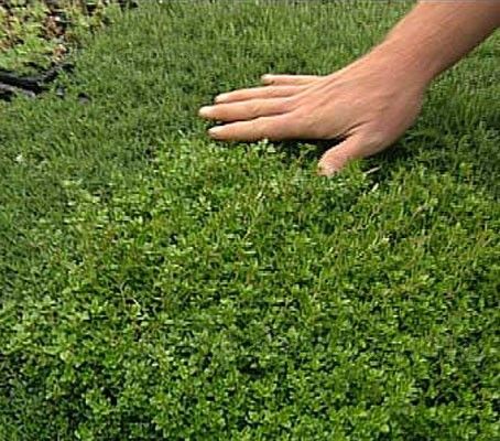 Thymus serpyllum ‘Creeping Thyme’ Seeds Elfin Thyme, Aromatic Garden, Garden Ground, Thymus Serpyllum, Thymus Vulgaris, Shower Garden, Creeping Thyme, Patio Plans, Plants Vegetables