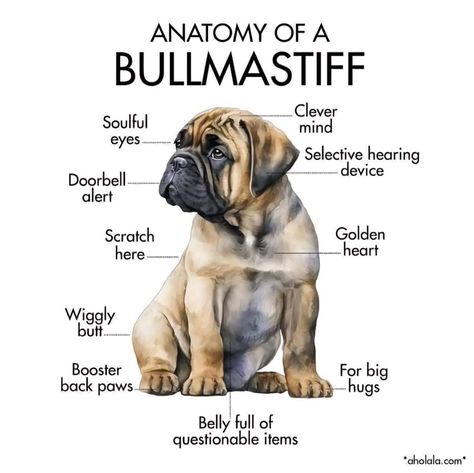 What's your "Soul Breed"? | | #Bullmastiff #bullmastiffpuppies #bullmastiffs #bullmastifffamily #bullmastiffpuppy #bullmastiffsofinstagram  #gentlegiant #gentlegiantoftheday #gentlegiantsofinstagram #bigdog #bigdogs #bigdoglife #bigdogsofinstagram #bigpuppy #Bullmastiffanatomy Bullmastiff Brindle, Bullmastiff Dogs, Bullmastiff Puppy, Bull Mastiff Dogs, Bull Mastiff Puppies, Kennel Ideas, Mastiff Puppies, Big Puppies, Mastiff Dogs