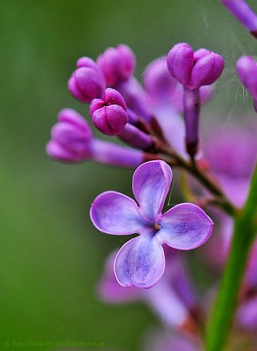 Lilac Syringa, Common Lilac, Foto Macro, Syringa Vulgaris, Lilac Bushes, Lilac Flowers, Flower Lover, Types Of Flowers, Beautiful Blooms