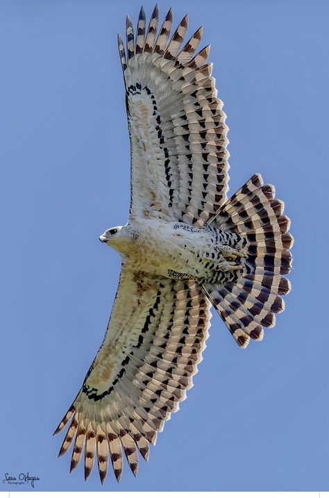 Crowned Eagle, Red Tail Hawk, Old Facebook, Raptors Bird, Amazing Animal Pictures, Wild Animals Pictures, Majestic Animals, All Birds, The Fence