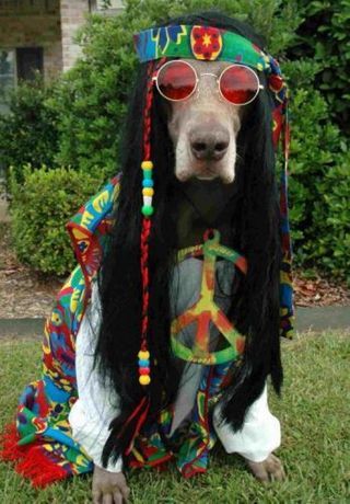 I costumi di Carnevale più belli per gli amici a 4 zampe : Album di foto - alfemminile Happy Hippie, Dog Costumes, Dog Costume, Hound Dog, Pet Costumes, Peace Sign, I Love Dogs, Dog Life, Dog Treats