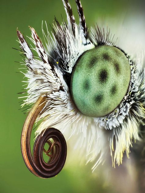 GREEN-VEINED WHITE BUTTERFLY More Walk In Pantry Organization, Bug Photography, Insect Eyes, Macro Photography Insects, Macro Photography Tips, Regard Animal, Foto Macro, Insect Photos, Pantry Organization Ideas