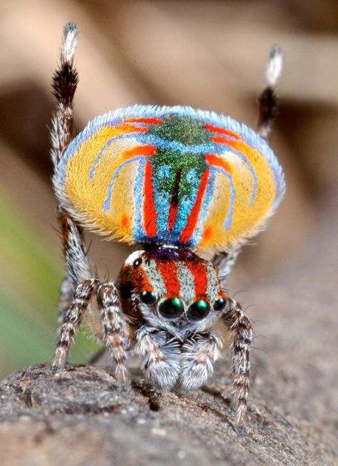 Australian Peacock Spider..this is why I love Pinterest. I never would have known this beautiful, creepy creature even existed. Mama Tattoos, Peacock Spider, Tier Tattoo, Cool Bugs, Jumping Spider, A Bug's Life, Beautiful Bugs, Creepy Crawlies, Arthropods