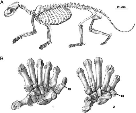 This is a diagram showing you how a giant panda's skeleton would look like. Panda Skeleton, Skeleton Diagram, Skeletal Anatomy, Science Images, Panda Family, Scale Art, Art Major, Animal Anatomy, Giant Panda