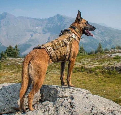 100 Army Dog Names | The Paws Belgian Malinois Police, Belgian Malinois Service Dog, Belgian Shepherd Malinois, Police Malinois, Belgian Malinois K9, Military Service Dogs, Berger Malinois, Belgium Malinois, Army Dogs