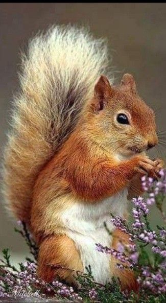 Animal Creatures, Animals Around The World, Animal Poses, Bat Animal, Squirrel Pictures, Squirrel Art, Visual Dictionary, Squirrel Funny, Animal Reference