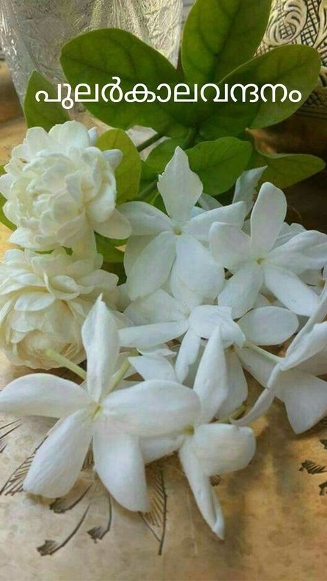 Buddha Flower, Jasmine Plant, Fragrant Garden, Flower Cottage, Grasses Landscaping, Jasmine Flower, Moon Garden, White Doves, Small Gardens