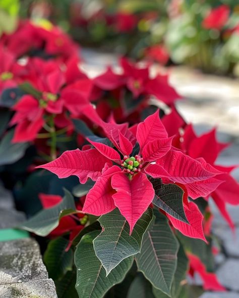 Make your poinsettias bloom again with this step-by-step guide Poinsettia Plant, Post Holiday, Soil Layers, Flower Display, Colorful Leaves, Potting Soil, Step Guide, Poinsettia, Garden Beds