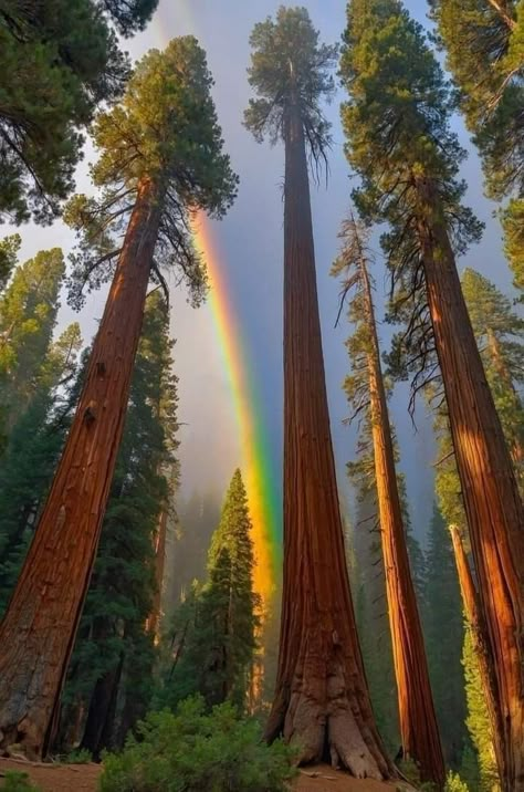 Sequoia National Park California, Sequoia Tree, Redwood National Park, National Park California, Sequoia National Park, California National Parks, Foto Art, Nature Aesthetic, Pretty Places