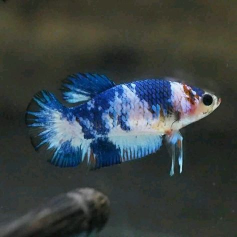 HmPk marble female Female Koi Betta, Fish Inspiration, Female Betta Fish, Female Betta, Koi Betta, Exotic Fish, Aquatic Animals, Freshwater Fish, Swimmers