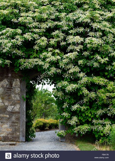 hydrangea anomala subsp petiolaris climbing hydrangeas walled garden ... Hydrangea Anomala Petiolaris, Climbing Hydrangeas, East Facing Garden, Boston Ivy, Hydrangea Petiolaris, Shady Garden, Garden Shade, Climbing Hydrangea, Garden Vines