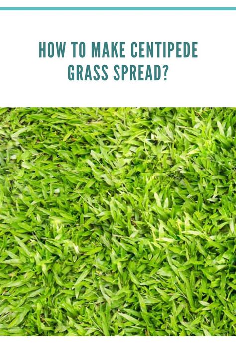 how to make centipede grass spread Centipede Grass Care, Centipede Grass Lawn, Lawn Fertilizer Schedule, Grow Grass Fast, Grass Fertilizer, Centipede Grass, Zoysia Grass, Seeding Lawn, Lawn Fertilizer