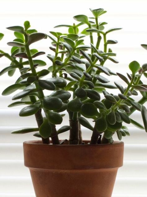 7 Spiritual Benefits to Keeping a Jade Plant at Home Jade Plant Meaning, Plant Meanings, Jade Plant, Money Plant, Crassula Ovata, Jade Plants, Plant Needs, All Plants, The Money