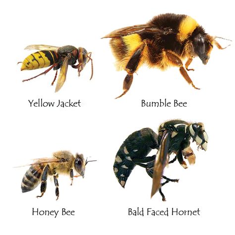 Wasps And Hornets, Yellow Jacket Wasp, Bald Face, Bees And Wasps, Fox And Rabbit, Yellow Jackets, Lovely Creatures, Yellow Jacket, Bendy And The Ink Machine