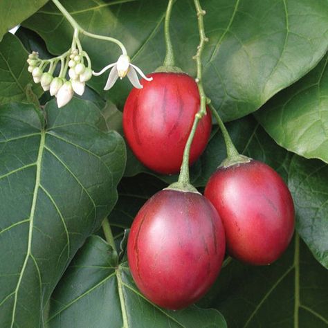 Guava Custard, Tamarillo Tree, Tree Tomato, Indoor Fruit Trees, Mini Farming, Tomato Tree, Shaped Fruit, Fruit Bearing Trees, Florida Landscaping