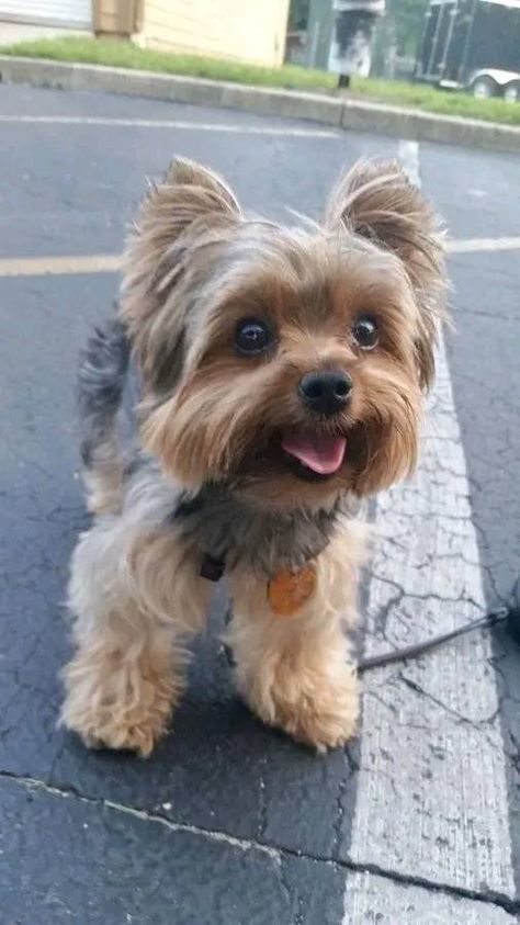 Today is my birthday, 🎂❤️ I know I'm not perfect but no one ever blessed me! ❤️Follow us for more: @yorkie.furever • • • 💥𝐆𝐨 𝐭𝐨 𝐭𝐡𝐞 𝐰𝐞𝐛 𝐩𝐚𝐠𝐞 𝐋𝐢𝐧𝐤 𝐢𝐧 𝐁𝐢𝐨 𝐭𝐨 ▶️𝐏𝐮𝐫𝐜𝐡𝐚𝐬𝐞!🛍️ @yorkie.furever • • • Credit📸: unknown Credit goes to the respective owner 📷 | DM for perfect Credit or remove ! #YorkieLife #YorkieLove #YorkieFurEver #yorkie #yorkiesofinstagram #yorkielove #yorkies #yorkielife #yorkiegram #yorkiepuppy #yorkielovers #yorkiepoo #yorkiesofficial #yorkieoftheday #yorkiesofig #yorkienation #yo... Boy Yorkie Haircuts, Yorker Haircut, Cute Yorkies, Prince Haircut, Yorkie Terrier Haircuts, Black Yorkie Poo, Yorkie Puppy Haircuts, Yorkie Puppy Care, Micro Teacup Yorkie